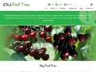Buy Cherry Trees from CRJ